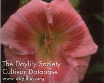 Daylily Donnie Delight